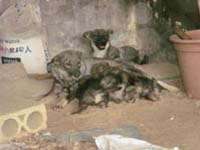 cani da masseria